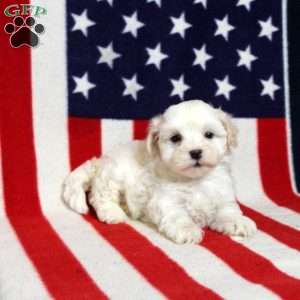 Jervis, Morkie-Poo Puppy